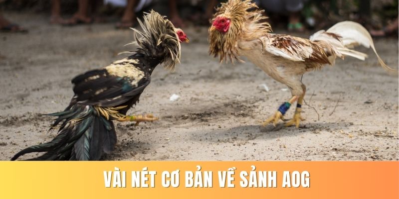 Vài nét cơ bản về sảnh AOG